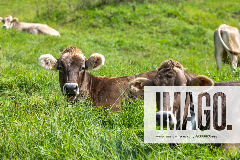 Pleasant September weather: Cattle lying in the sunshine in a pasture, Oberstdorf, Bavaria, Germany
