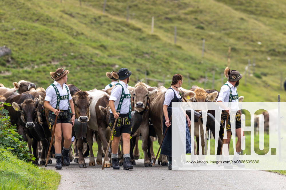 Cattle Drive in Schöllang: Cattle head down into the valley during the cattle drive in Oberstdorf-Schöllang. In the Allgäu region, the Almabtrieb is called Viehscheid ; Oberstdorf, Bavaria, Germany