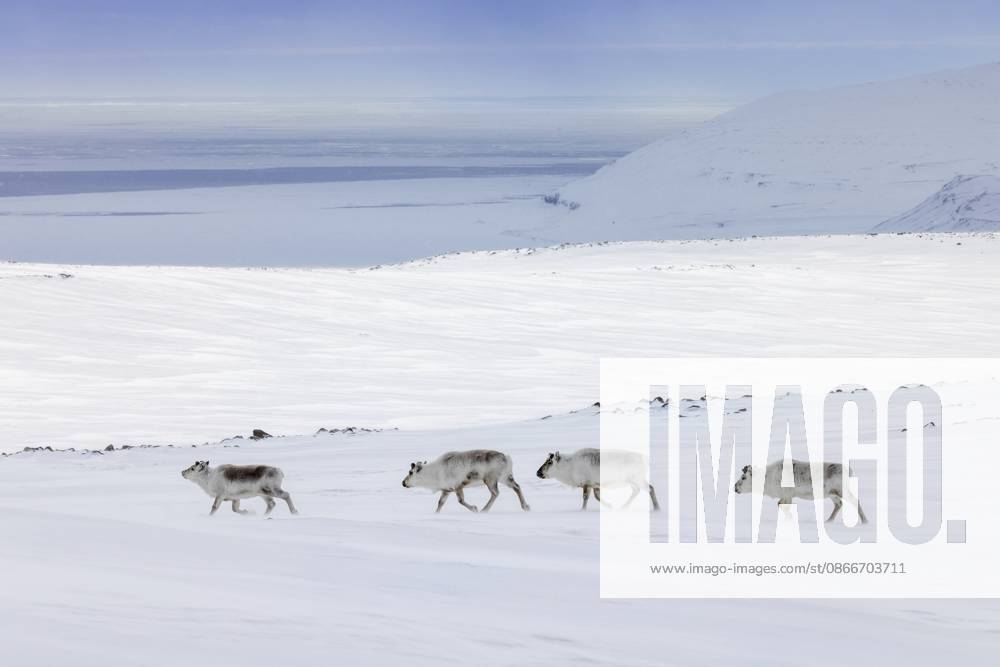 Eine Herde von vier Weibchen des Spitzbergen Rentiers (Rangifer tarandus platyrhynchus) beim Grasen auf der schneebedeckten Tundra entlang der Küste im Frühling auf Spitzbergen, Norwegen Svalbard reindeer (Rangifer tarandus platyrhynchus) herd of 4 females foraging on snow covered tundra along the coast in spring on Spitsbergen, Norway