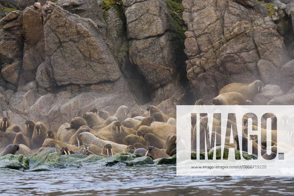 Aufgeregte Walrosskolonie (Odobenus rosmarus) auf der Insel Nelsonoya, Svalbard Archipel, Norwegen Excited Walrus (Odobenus rosmarus) colony, Nelsonoya Island, Svalbard Archipelago, Norway