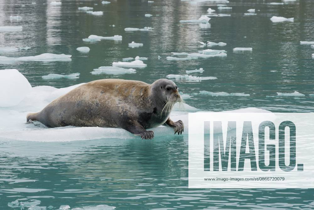 Bartrobbe (Erignathus barbatus) auf Packeis, Fuglefjorden, Spitzbergen, Svalbard Archipel, Norwegen Bearded Seal (Erignathus barbatus) on pack Ice, Fuglefjorden fjord, Spitsbergen, Svalbard archipelago, Norway