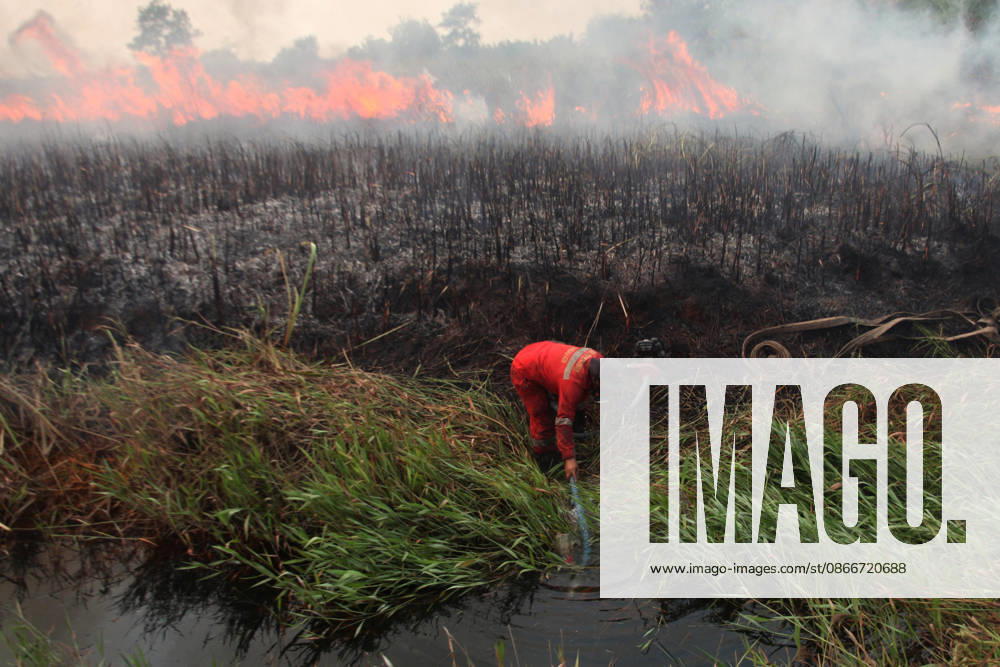 Firefighters battle forest fires in Indonesia s South Sumatra OGAN ILIR, INDONESIA - SEPTEMBER 12 : Indonesian firefighter from Manggala Agni prepare to extinguish wildfires at Sungai Rambutan Regency in Ogan Ilir, South Sumatera, Indonesia on September 12, 2026. El Nino conditions are helping to fuel wildfires across Indonesia, leaving some 113,336 people respiratory illnesses according to the country’s health officials. High-intensity wildfires on Indonesia’s Borneo and Sumatra islands are worsening air quality and affecting neighbouring countries in South East Asia, including Malaysia, Singapore and the Philippines. Muhammad Fajri Anadolu Ogan ilir Indonesia. Editorial use only. Please get in touch for any other usage.