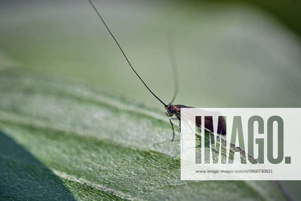 St. John s Wort Longhorn Moth Adela violella St. John s Wort Longhorn Moth Adela violella 20260626MIC0164