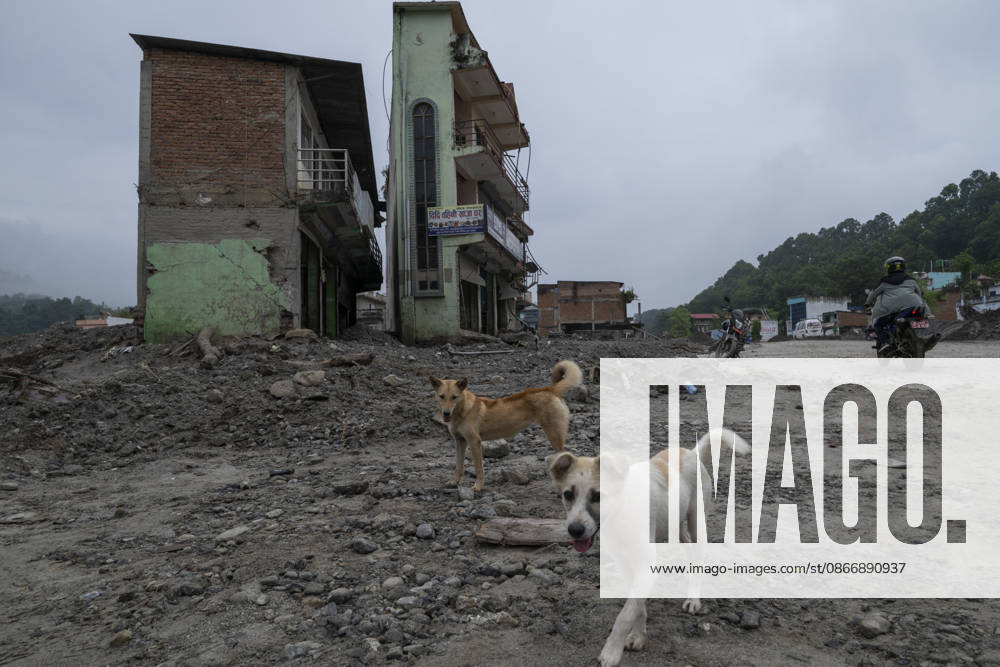 Aftermath of the devastating flash floods in Nepal NUWAKOT, NEPAL - SEPTEMBER 15: A view of dogs following the devastating flash floods on August 26 that struck Devighat, Nuwakot, Nepal, on September 15, 2026. People in the affected areas of Nuwakot continue to return in search of their destroyed homes and the last remaining memories of their lives. Some are trying to recover essential belongings from the rubble, while others are working with family members to remove soil from parts of their homes buried underground and make them habitable again. The destruction in Devighat village is severe. Many multi-storey buildings have collapsed, while some have been buried under earth up to the level of their fifth floors. Religious figures are also