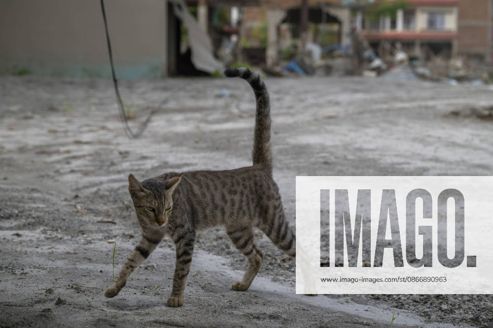 Aftermath of the devastating flash floods in Nepal NUWAKOT, NEPAL - SEPTEMBER 15: A view of a cat following the devastating flash floods on August 26 that struck Devighat, Nuwakot, Nepal, on September 15, 2026. People in the affected areas of Nuwakot continue to return in search of their destroyed homes and the last remaining memories of their lives. Some are trying to recover essential belongings from the rubble, while others are working with family members to remove soil from parts of their homes buried underground and make them habitable again. The destruction in Devighat village is severe. Many multi-storey buildings have collapsed, while some have been buried under earth up to the level of their fifth floors. Religious figures are also