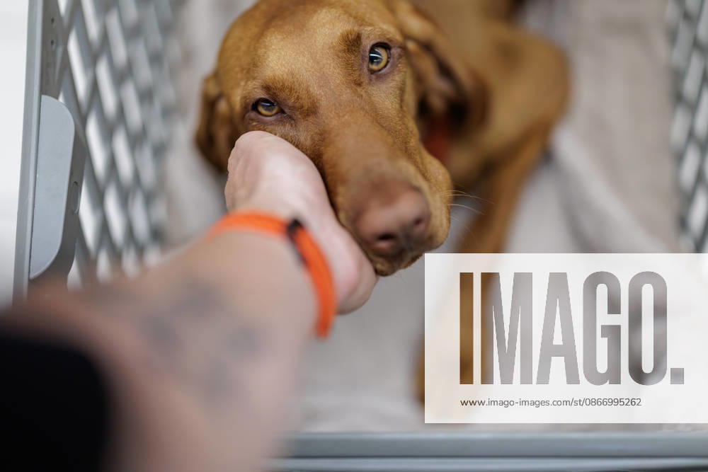Dog at the Supermarket: A Magyar Vizsla female named *Maddalena* sits, still somewhat skeptically, on September 16, 2026, in a Conad supermarket in Lucca, Tuscany, Italy, in a shopping cart designed specifically for dogs. In some dog-friendly Italian super