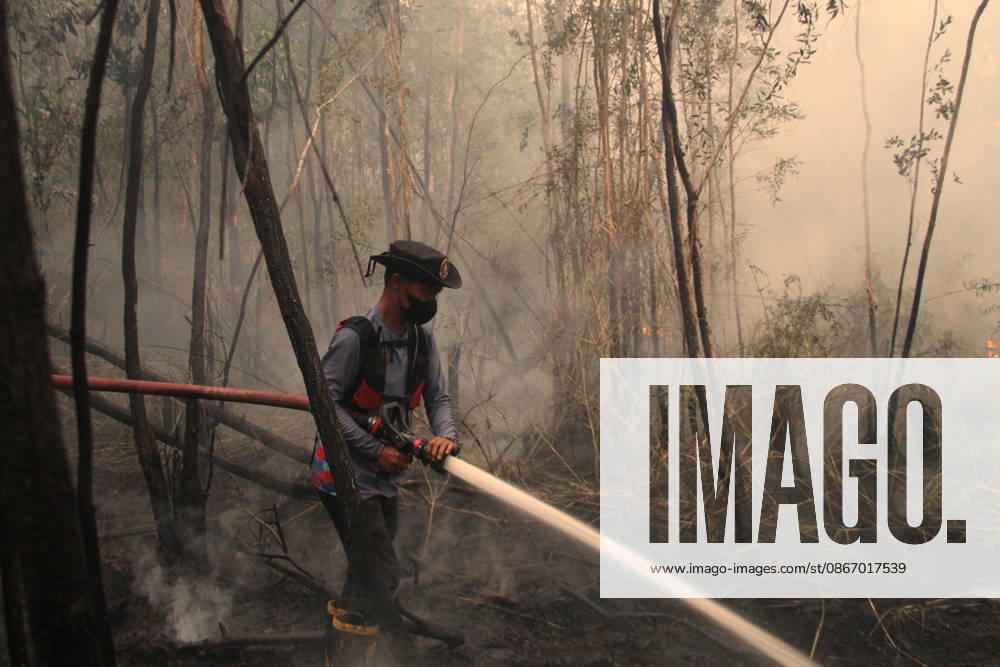 Wildfires fueled by El Nino affect Indonesia PALEMBANG, INDONESIA - SEPTEMBER 16: An Indonesian firefighter tries to extinguish a wildfire near resident area in Sematang Borang district of Palembang, South Sumatra, Indonesia, on September 16, 2026. El Nino conditions are fueling wildfires across Indonesia, with around 113,336 cases of respiratory illness reported, according to health officials. Children under the age of 5 account for 26,545 cases, more than 20% of all recorded acute respiratory infection cases. Around 12.5 million people have been affected by wildfires, according to data from the Indonesian Health Ministry. Muhammad Fajri Anadolu Palembang Indonesia. Editorial use only. Please get in touch for any other usage.