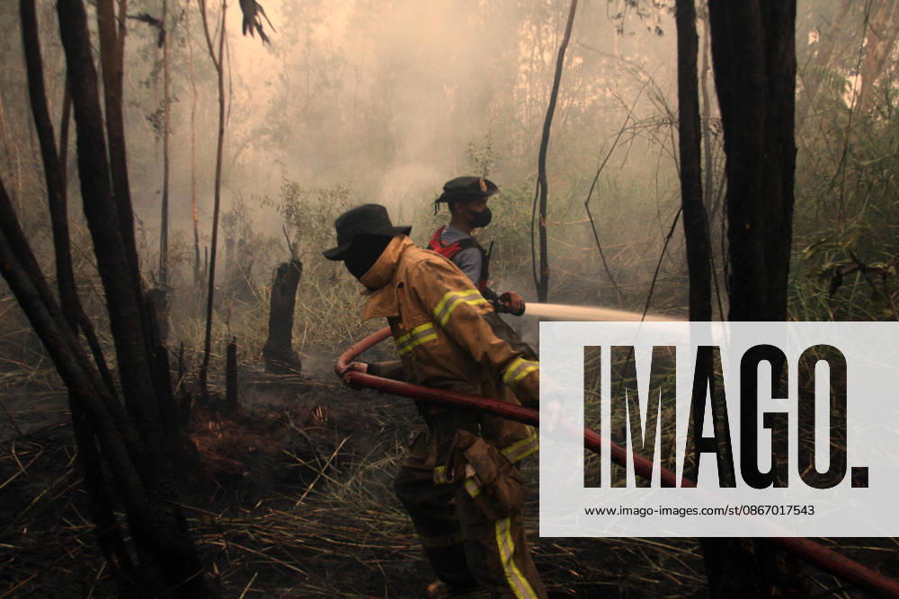 Wildfires fueled by El Nino affect Indonesia PALEMBANG, INDONESIA - SEPTEMBER 16: Indonesian firefighters try to extinguish a wildfire near resident area in Sematang Borang district of Palembang, South Sumatra, Indonesia, on September 16, 2026. El Nino conditions are fueling wildfires across Indonesia, with around 113,336 cases of respiratory illness reported, according to health officials. Children under the age of 5 account for 26,545 cases, more than 20% of all recorded acute respiratory infection cases. Around 12.5 million people have been affected by wildfires, according to data from the Indonesian Health Ministry. Muhammad Fajri Anadolu Palembang Indonesia. Editorial use only. Please get in touch for any other usage.