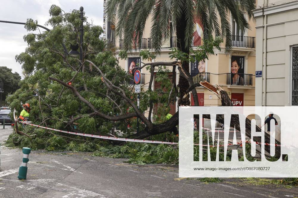 Rainfall totals exceed 100 l m² in Valencia A tree fell on a street in Valencia due to last night’s heavy rains, on September 17, 2026, in Valencia, Valencian Community, Spain. The rains that fell on Wednesday afternoon, September 16, hitting much of the province of Valencia hard, were concentrated in the metropolitan area of the capital, Horta Nord and Sud, and other nearby regions such as Camp de Turia, where some municipalities recorded total rainfall exceeding 100 liters per square meter, accompanied by spectacular downpours, lightning, and winds of 100 kilometers per hour SEPTEMBER 17, 2026 STORM Valencia, Valencian Community Valencia, Valencian Community, Spain