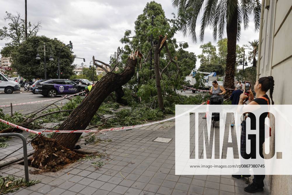 Rainfall totals exceed 100 l m² in Valencia A tree fell on a street in Valencia due to last night’s heavy rains, on September 17, 2026, in Valencia, Valencian Community, Spain. The rains that fell on Wednesday afternoon, September 16, hitting much of the province of Valencia hard, were concentrated in the metropolitan area of the capital, Horta Nord and Sud, and other nearby regions such as Camp de Turia, where some municipalities recorded total rainfall exceeding 100 liters per square meter, accompanied by spectacular downpours, lightning, and winds of 100 kilometers per hour SEPTEMBER 17, 2026 STORM Valencia, Valencian Community Valencia, Valencian Community, Spain