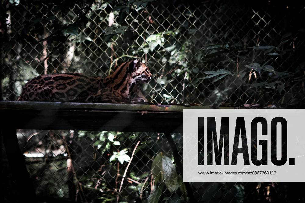 LOS YUNGAS, BOLIVIA, SEPTEMBER 18, 2026: A Tilcayo (Leopardus tilcayo), a newly identified species of wild cat native to Boliviaâ€⠢s Yungas cloud forests. Scientists formally described the species in research published this week, marking the first time a new living wild cat species has been scientifically named and described in more than a century. Genetic research found the Tilcayo to be distinct from other South American tiger cats. Los Yungas Bolivia - ZUMAq101 20260919_zna_q101_058