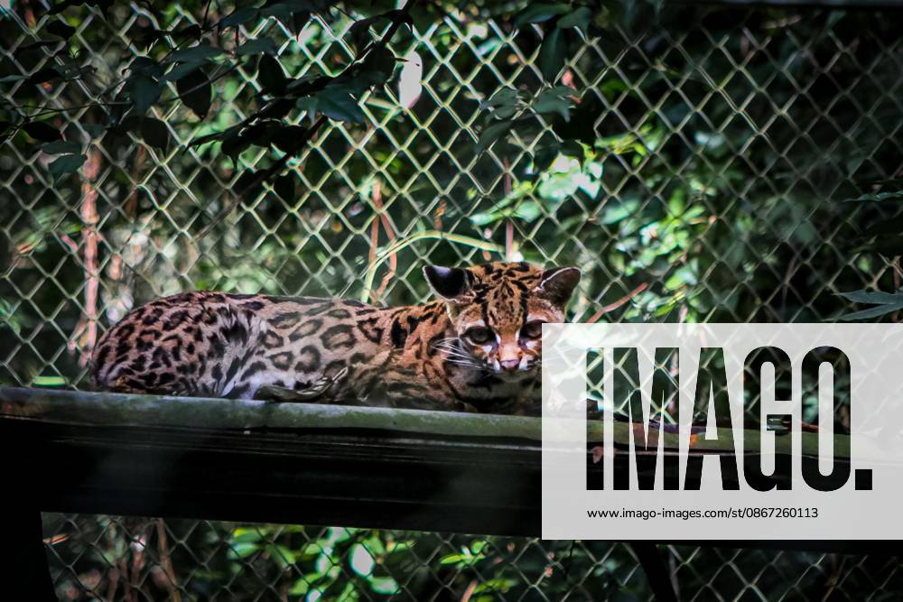 LOS YUNGAS, BOLIVIA, SEPTEMBER 18, 2026: A Tilcayo (Leopardus tilcayo), a newly identified species of wild cat native to Boliviaâ€⠢s Yungas cloud forests. Scientists formally described the species in research published this week, marking the first time a new living wild cat species has been scientifically named and described in more than a century. Genetic research found the Tilcayo to be distinct from other South American tiger cats. Los Yungas Bolivia - ZUMAq101 20260919_zna_q101_059