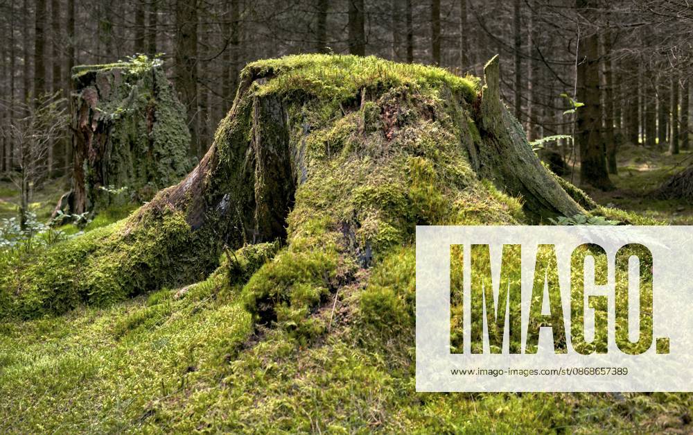 Der alte Baumstumpf mit Moos The old tree stump with moss