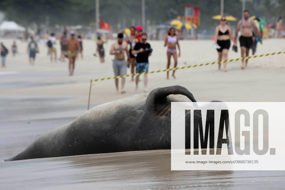 A young southern elephant seal (Mirounga leonina) rests on Copacabana Beach in Rio de Janeiro, Brazil, on October 6, 2026. The unusual visitor has drawn attention along the coast in recent days after being seen in So£o Conrado, across Guanabara Bay in IcaraoÂ, Nitero³i, and now Copacabana. The young animal, which normally inhabits colder waters of the Southern Hemisphere, has attracted curious bathers and beachgoers at each stop. Experts advise people to observe the animal from a safe distance and not approach, touch, feed or attempt to return it to the water. One possibility raised by experts is that the seal traveled north from southern South America, potentially from the regi - ZUMAk251 20261006_znp_k251_010