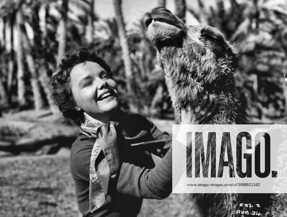 Beauty And The Camel -- Close-up in the oasis or beautiful Hollywood star Wanda Hendrix and a friendly camel who appears in many scenes of South of Algiers with her. Wanda posed for this picture in the little town of Biskra, in the Sahara Desert, where several scenes of the Associated British - Mayflower production South of the Algiers were shut. Also starring in the film are Van Heflin and Eric Portman. Jack Lee directs. May 15, 1952.