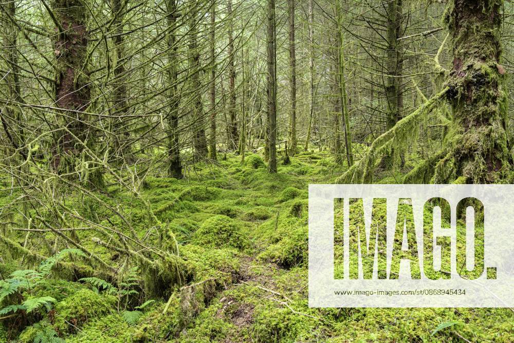 Moos bedeckter Waldboden im Ardcastle Wood in Argyll, Schottland, Großbritannien Moos bedeckter Waldboden in Ardcastle Wood in Argyll, Schottland