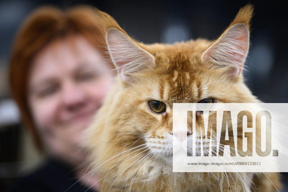 2026 WCF Jubilee Cat Show - Day 1 Owner holds her cat during the day one of 2026 WCF Jubilee Cat Show in Zagreb, Croatia on October 10, 2026. DavorxPuklavec PIXSELL