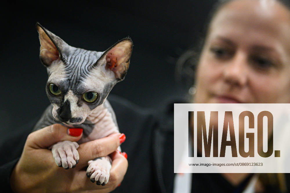 2026 WCF Jubilee Cat Show - Day 1 Owner holds her cat during the day one of 2026 WCF Jubilee Cat Show in Zagreb, Croatia on October 10, 2026. DavorxPuklavec PIXSELL