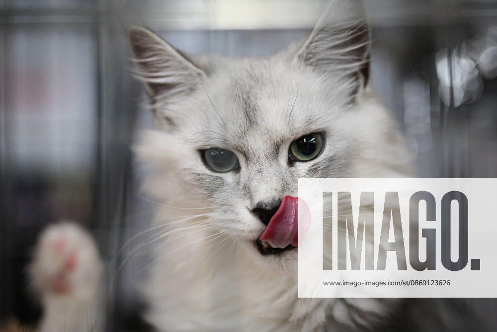 2026 WCF Jubilee Cat Show - Day 1 Cat is seen during the day one of 2026 WCF Jubilee Cat Show in Zagreb, Croatia on October 10, 2026. DavorxPuklavec PIXSELL