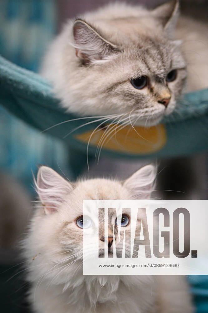 2026 WCF Jubilee Cat Show - Day 1 Cat is seen during the day one of 2026 WCF Jubilee Cat Show in Zagreb, Croatia on October 10, 2026. DavorxPuklavec PIXSELL