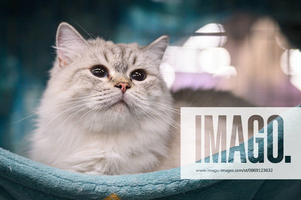 2026 WCF Jubilee Cat Show - Day 1 Cat is seen during the day one of 2026 WCF Jubilee Cat Show in Zagreb, Croatia on October 10, 2026. DavorxPuklavec PIXSELL