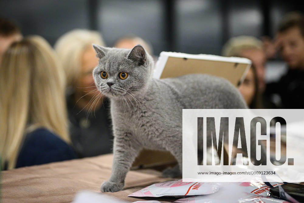 2026 WCF Jubilee Cat Show - Day 1 Cat is seen during the day one of 2026 WCF Jubilee Cat Show in Zagreb, Croatia on October 10, 2026. DavorxPuklavec PIXSELL