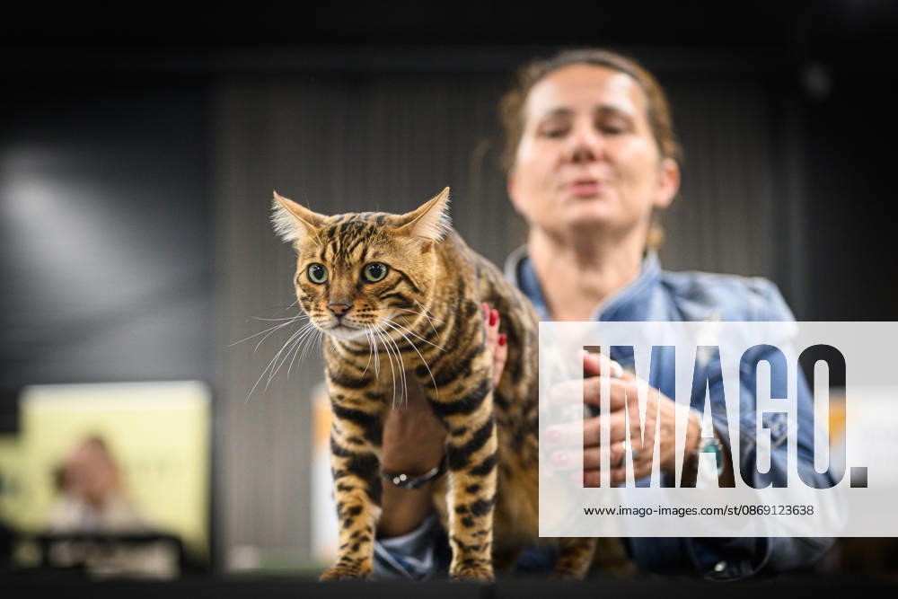 2026 WCF Jubilee Cat Show - Day 1 Owner holds her cat during the day one of 2026 WCF Jubilee Cat Show in Zagreb, Croatia on October 10, 2026. DavorxPuklavec PIXSELL