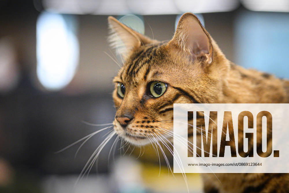 2026 WCF Jubilee Cat Show - Day 1 Cat is seen during the day one of 2026 WCF Jubilee Cat Show in Zagreb, Croatia on October 10, 2026. DavorxPuklavec PIXSELL