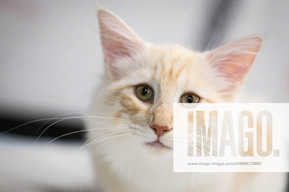 2026 WCF Jubilee Cat Show - Day 1 Cat is seen during the day one of 2026 WCF Jubilee Cat Show in Zagreb, Croatia on October 10, 2026. DavorxPuklavec PIXSELL