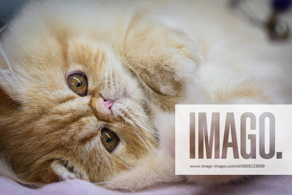 2026 WCF Jubilee Cat Show - Day 1 Cat is seen during the day one of 2026 WCF Jubilee Cat Show in Zagreb, Croatia on October 10, 2026. DavorxPuklavec PIXSELL