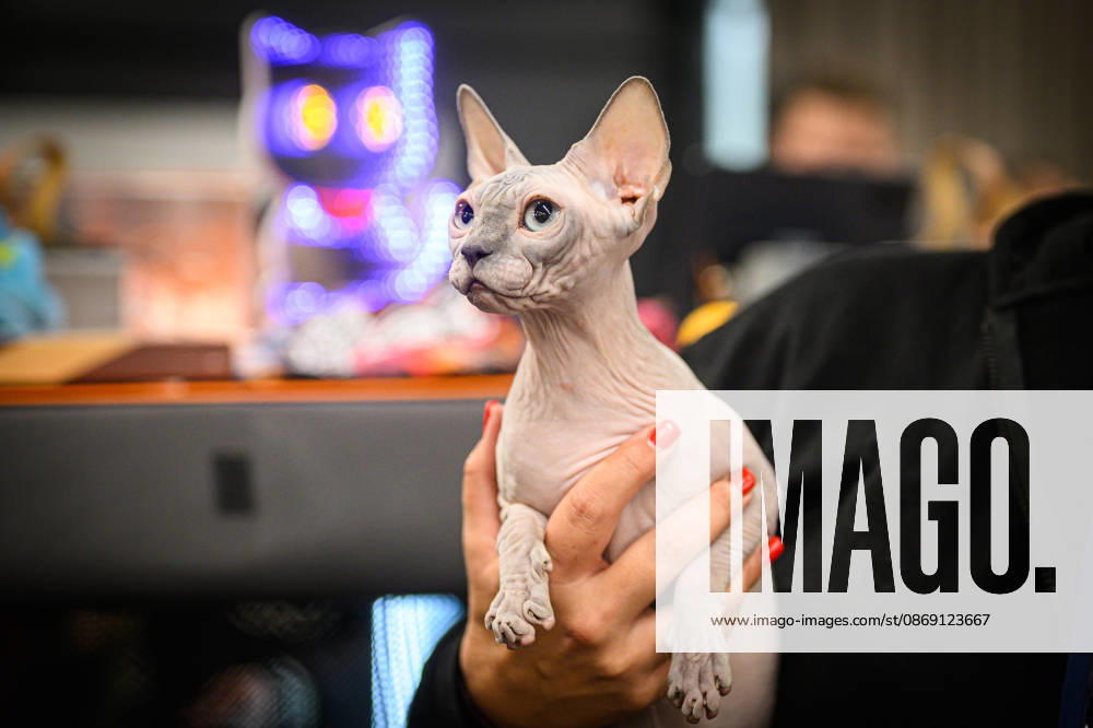 2026 WCF Jubilee Cat Show - Day 1 Owner holds her cat during the day one of 2026 WCF Jubilee Cat Show in Zagreb, Croatia on October 10, 2026. DavorxPuklavec PIXSELL