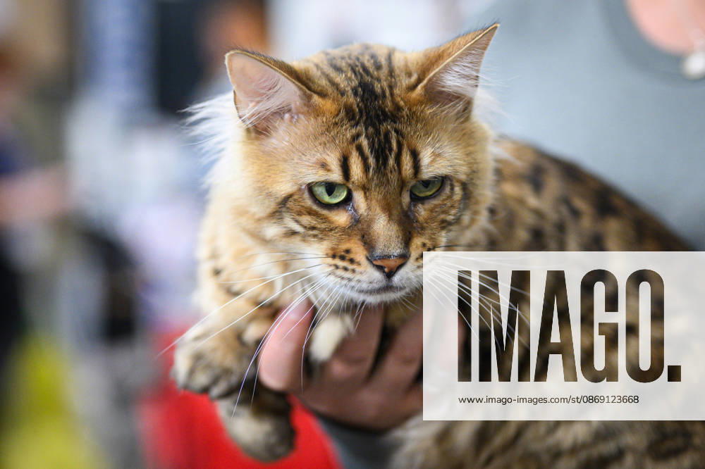 2026 WCF Jubilee Cat Show - Day 1 Owner holds her cat during the day one of 2026 WCF Jubilee Cat Show in Zagreb, Croatia on October 10, 2026. DavorxPuklavec PIXSELL