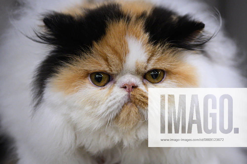 2026 WCF Jubilee Cat Show - Day 1 Cat is seen during the day one of 2026 WCF Jubilee Cat Show in Zagreb, Croatia on October 10, 2026. DavorxPuklavec PIXSELL
