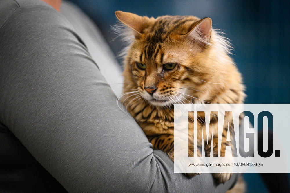 2026 WCF Jubilee Cat Show - Day 1 Owner holds her cat during the day one of 2026 WCF Jubilee Cat Show in Zagreb, Croatia on October 10, 2026. DavorxPuklavec PIXSELL