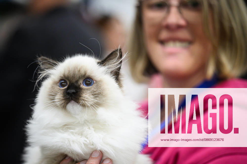 2026 WCF Jubilee Cat Show - Day 1 Owner holds her cat during the day one of 2026 WCF Jubilee Cat Show in Zagreb, Croatia on October 10, 2026. DavorxPuklavec PIXSELL
