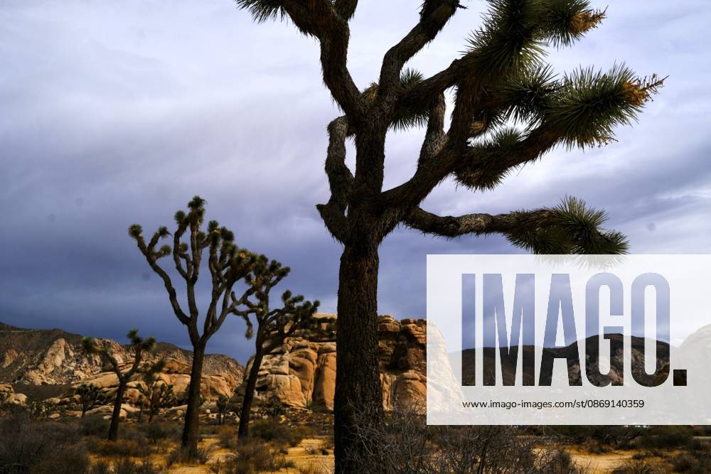 Storm clouds fill the sky over the rocks and trees of Joshua Tree National Park. Tropical Storm Rachel is expected to bring heavy rain, flash flooding and strong winds to portions of Southern California, including the High Desert. The bulk of the storm is expected late Saturday through Tuesday. Joshua Tree USA - ZUMAr19_ 20261010_zap_r19_009