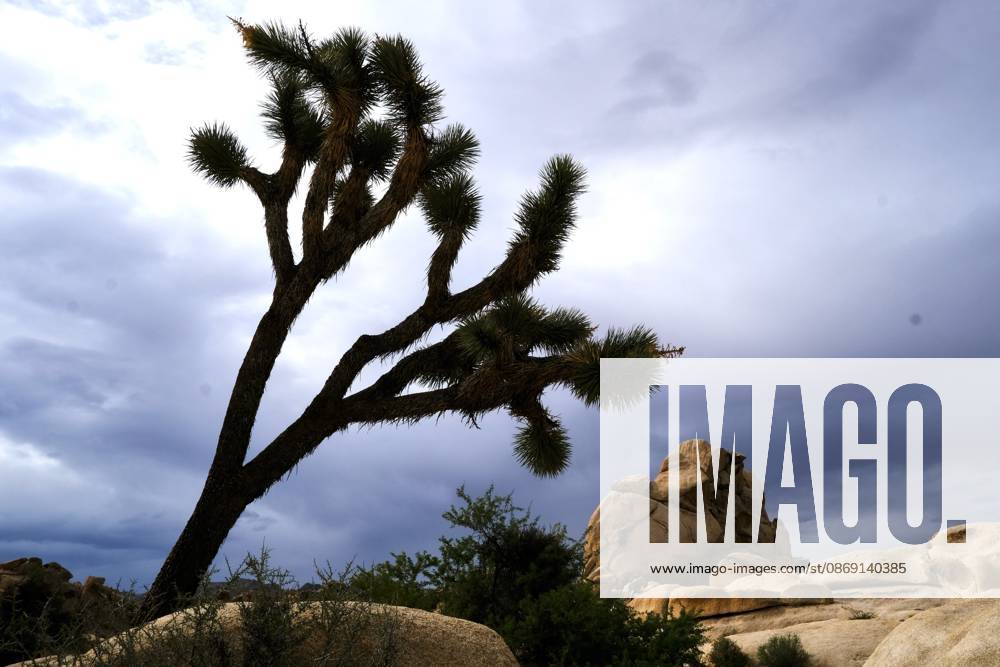 Storm clouds fill the sky over the rocks and trees of Joshua Tree National Park. Tropical Storm Rachel is expected to bring heavy rain, flash flooding and strong winds to portions of Southern California, including the High Desert. The bulk of the storm is expected late Saturday through Tuesday. Joshua Tree USA - ZUMAr19_ 20261010_zap_r19_010
