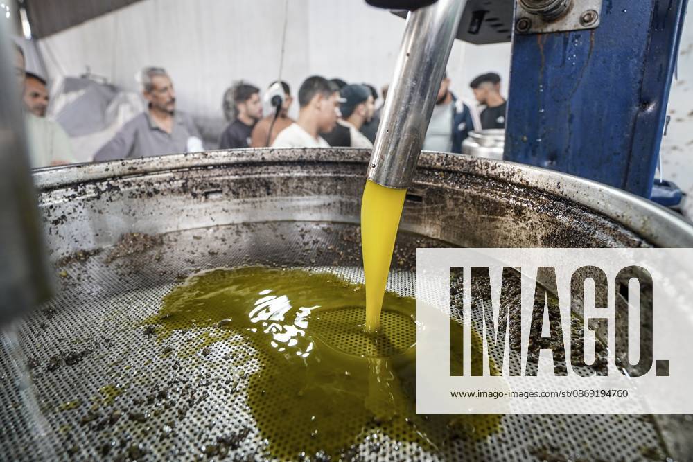 Olive harvest in Gaza despite destruction and access restrictions GAZA STRIP, GAZA, PALESTINE - OCTOBER 11: Olive oil flows during the production process at an olive press facility west of Al-Zawayda in the Gaza Strip, Gaza, Palestine, on October 11, 2026. Palestinian farmers harvest olives from the few trees left standing after Israeli attacks caused extensive damage to agricultural land across the territory, while access to fields in areas designated as the Yellow Line remains restricted. Adam Bilal Anadolu Gaza Gaza. Editorial use only. Please get in touch for any other usage.