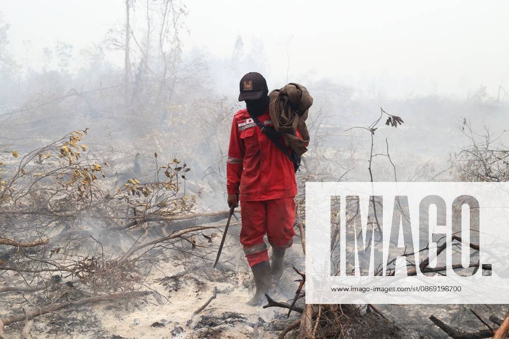 Firefighters battle forest fire in Central Kalimantan PALANGKA RAYA, CENTRAL KALIMANTAN, INDONESIA, OCTOBER 11, 2026: Members of Indonesia s Manggala Agni forest fire brigade work to extinguish a forest fire in the Sebangau area of Palangka Raya, Central Kalimantan. The firefighting team has been responding to fires affecting forests and community land in the region during the dry season. kalimantan Indonesia