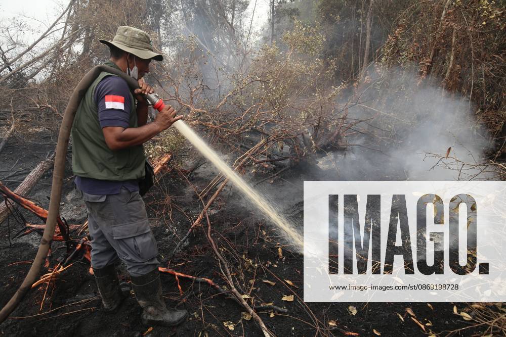 PALANGKA RAYA, CENTRAL KALIMANTAN, INDONESIA, OCTOBER 11, 2026: Members of Indonesia s Manggala Agni forest fire brigade work to extinguish a forest fire in the Sebangau area of Palangka Raya, Central Kalimantan. The firefighting team has been responding to fires affecting forests and community land in the region during the dry season. Kalimantan Indonesia - ZUMAq101 20261011_zna_q101_121