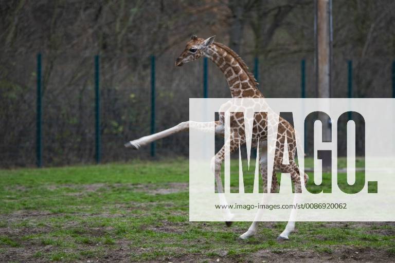 For the first time the Rothschild giraffe Ella Giraffa camelopardalis rothschildi, born on 03 11 2018, explores the open-air enclosure in the Berlin Friedrichsfelde zoo Photo Volker Hohlfeld Ellas first excursion