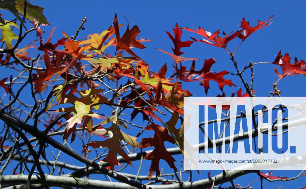 Golden October in Hamburg: Colorful leaves glisten in the sunlight