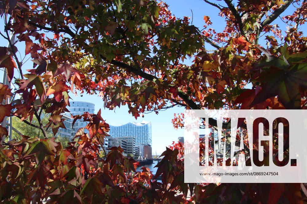 Golden October in Hamburg: Colorful leaves glisten in the sunlight