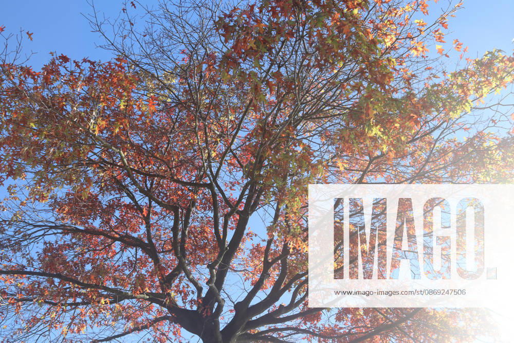 Golden October in Hamburg: Colorful leaves glisten in the sunlight