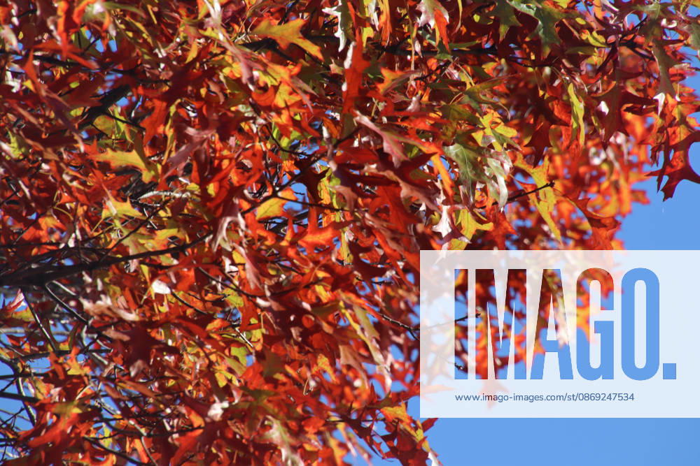 Golden October in Hamburg: Colorful leaves glisten in the sunlight