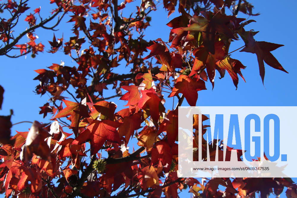Golden October in Hamburg: Colorful leaves glisten in the sunlight