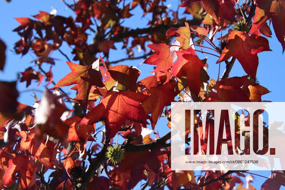 Golden October in Hamburg: Colorful leaves glisten in the sunlight