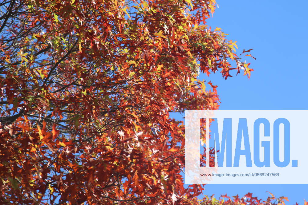 Golden October in Hamburg: Colorful leaves glisten in the sunlight