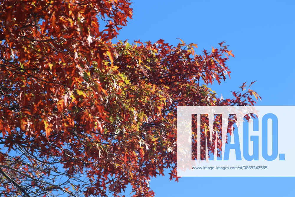 Golden October in Hamburg: Colorful leaves glisten in the sunlight