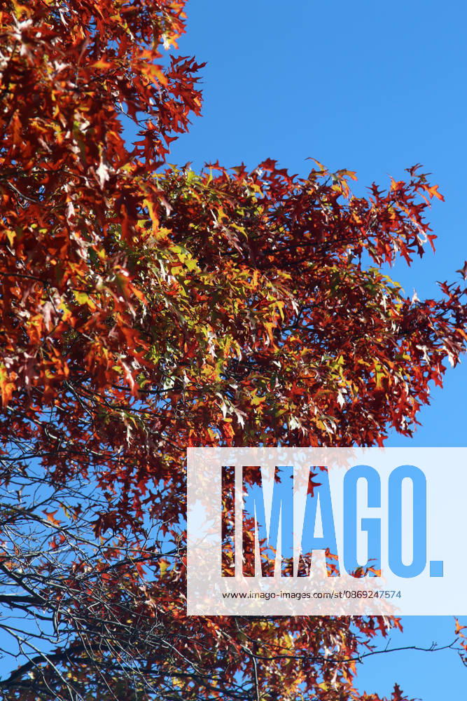 Golden October in Hamburg: Colorful leaves glisten in the sunlight